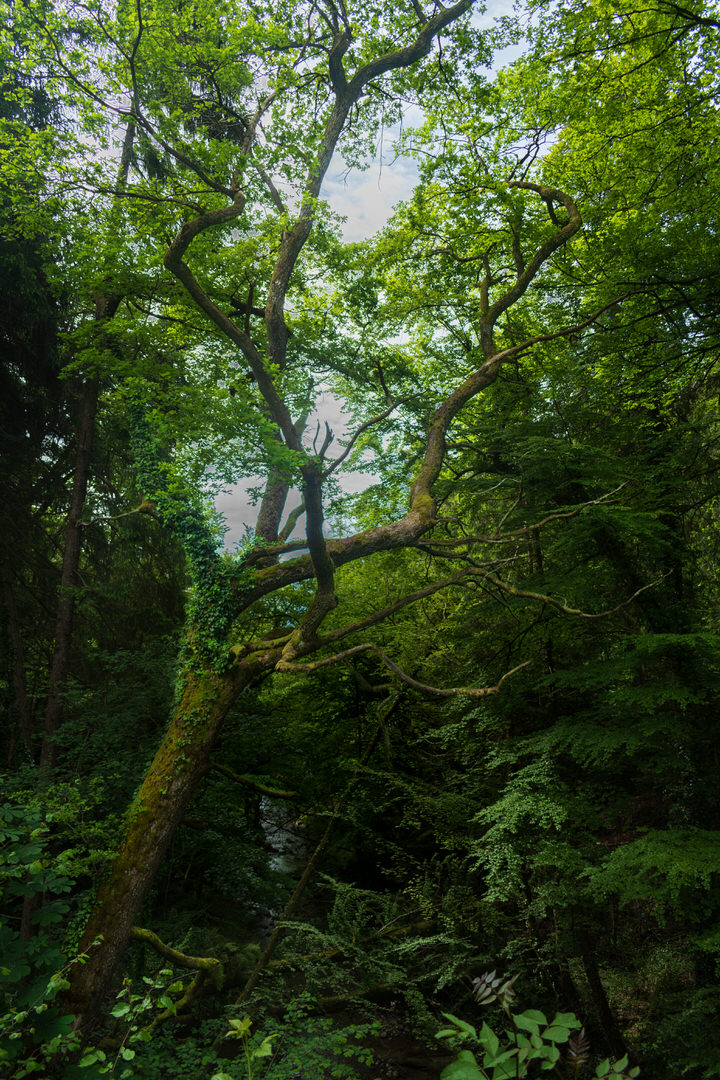 Arbre atypique