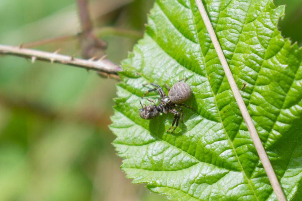 Araignée crabe mangeant un insecte