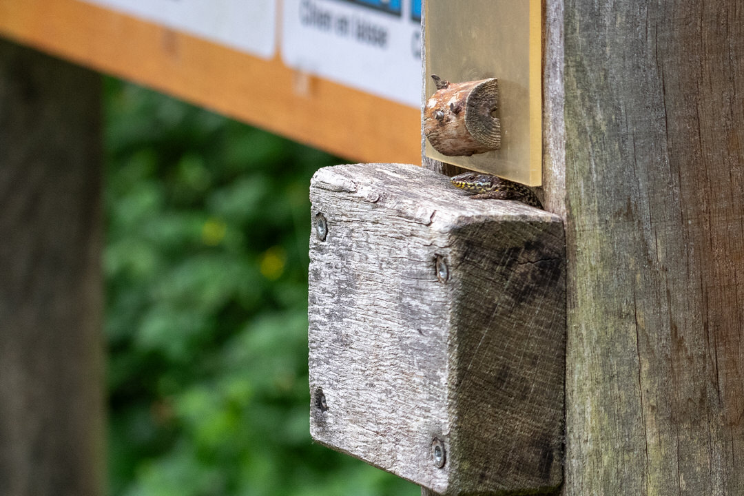 Lézard des murailles