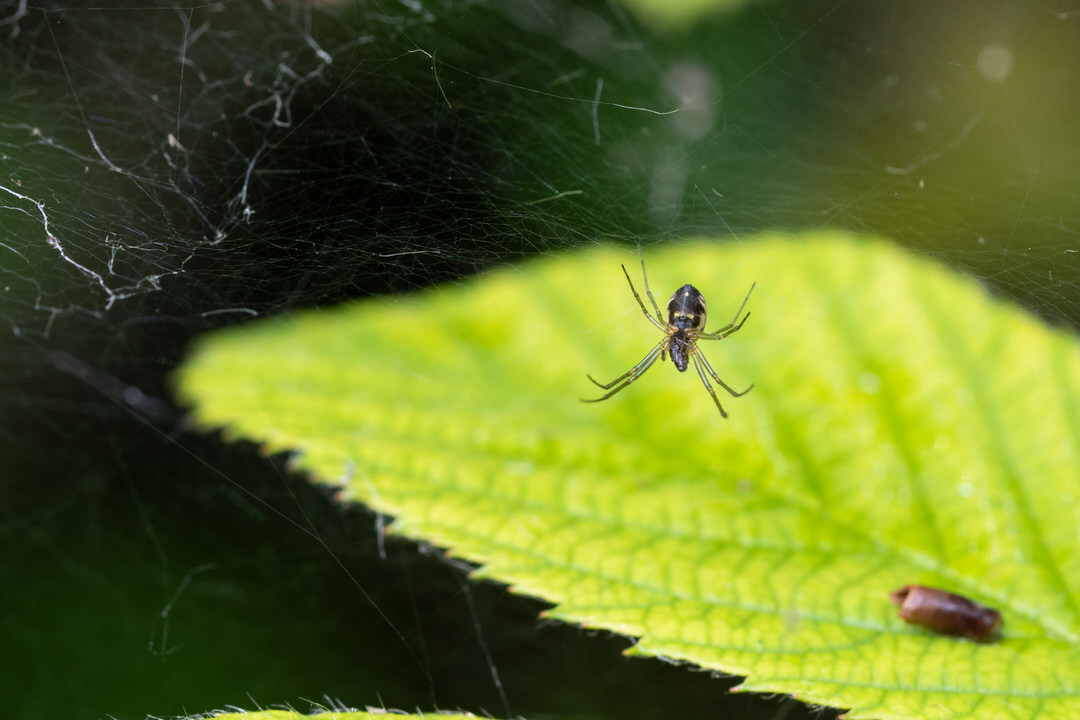 araignée de la famille Linyphiidae